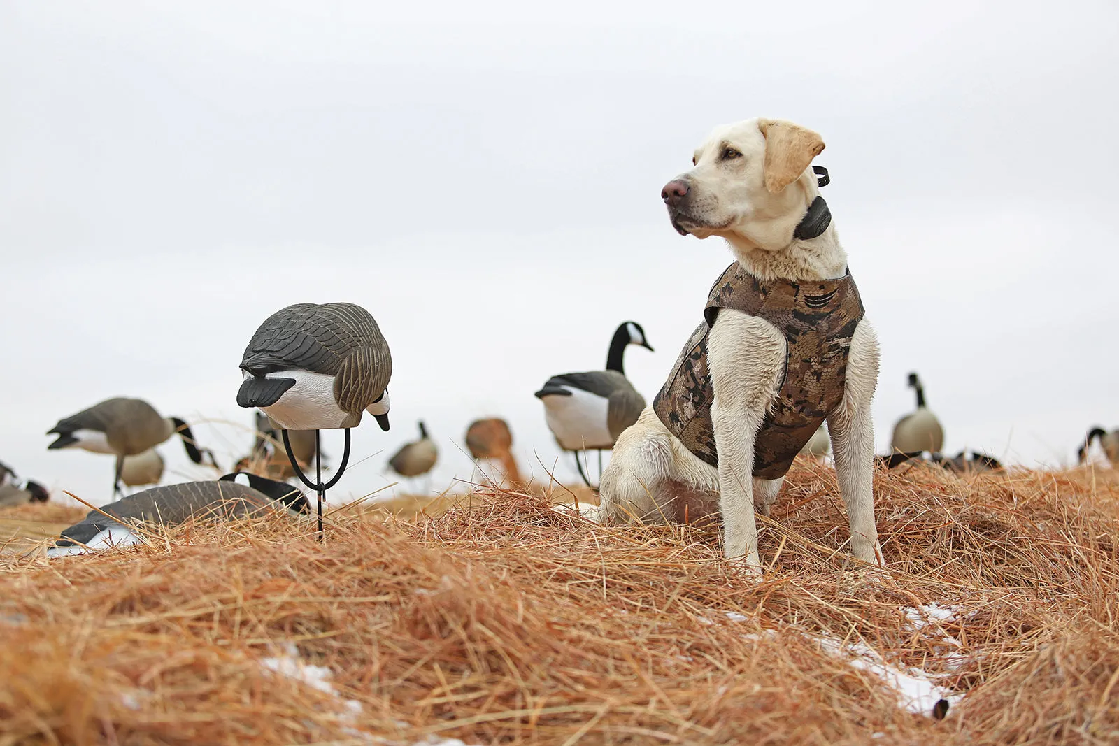 Flight Series Dog Vest - Optifade Marsh